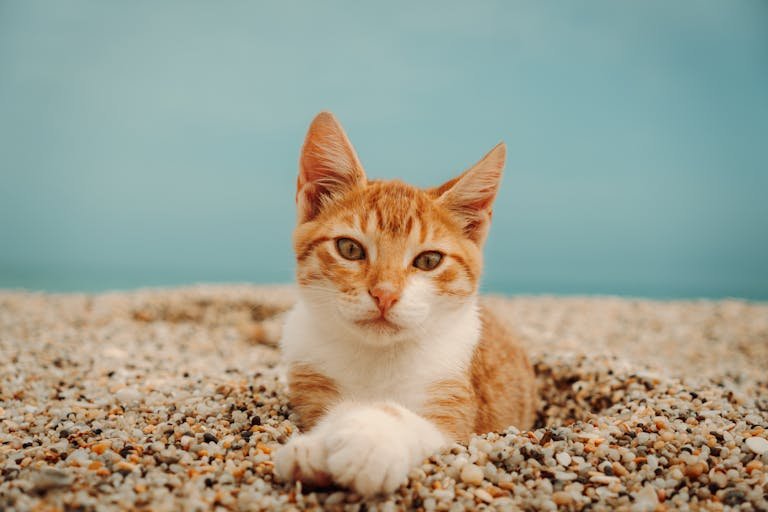 A ginger tabby cat lying on a pebble beach against a bright blue sky.