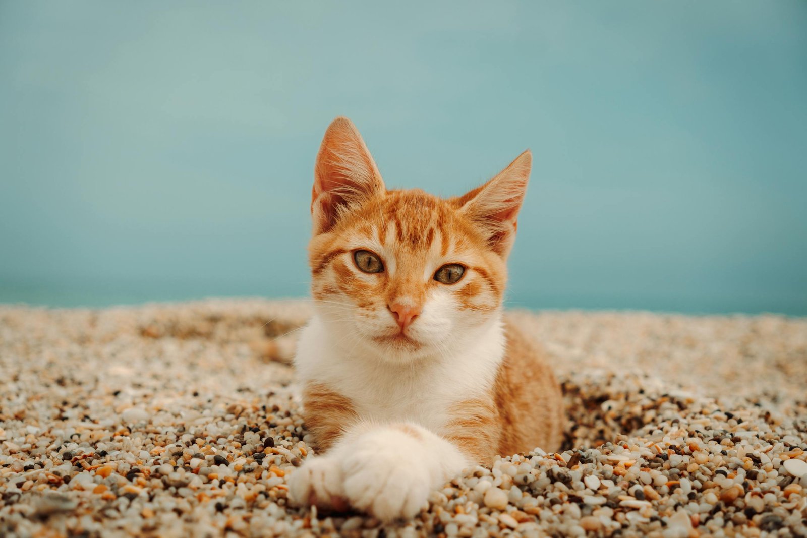 A ginger tabby cat lying on a pebble beach against a bright blue sky.