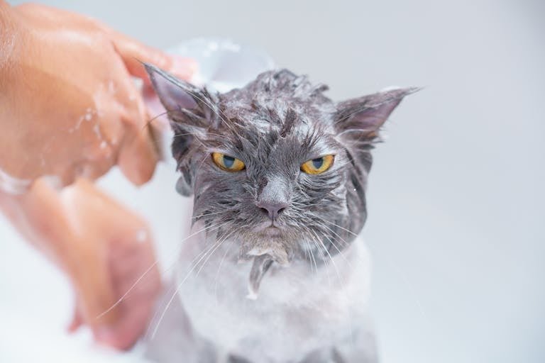 A gray cat receives a bath, looking displeased as water and shampoo cover its fur.