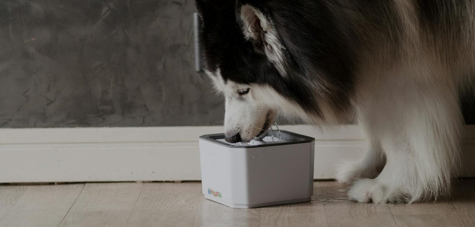 A Siberian Husky enjoying its meal from a food bowl indoors, showcasing domestic pet care.