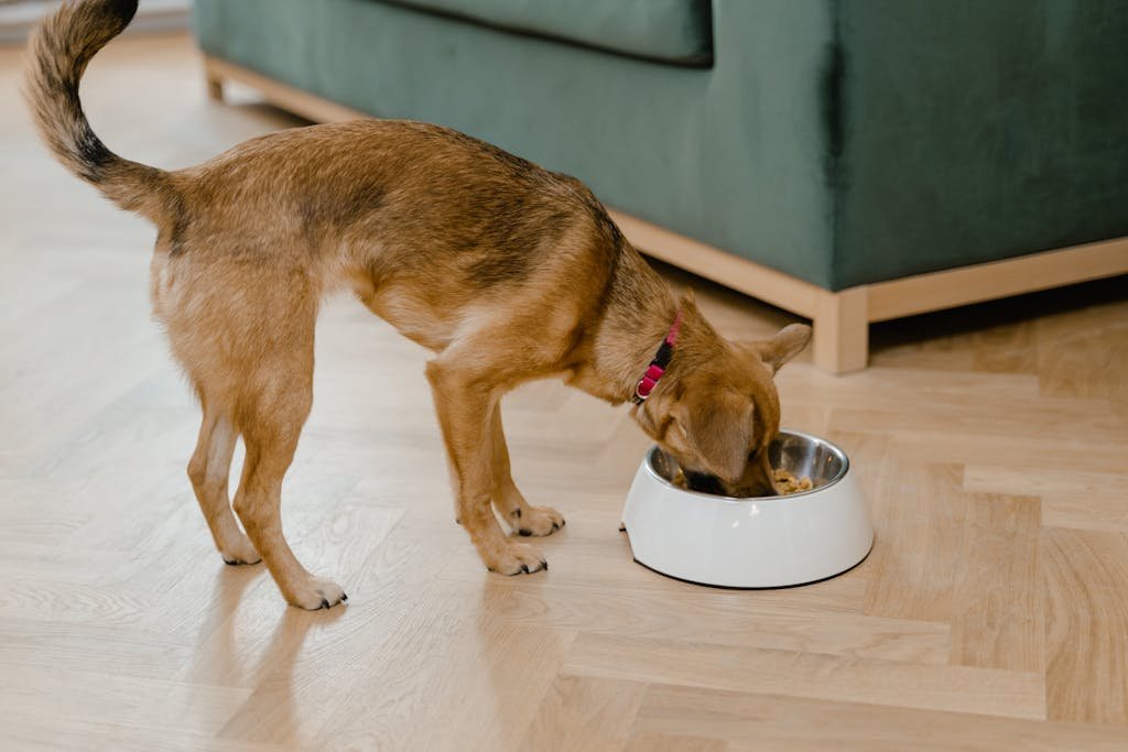 A small brown dog enjoys a meal from its bowl indoors, showcasing cozy living.