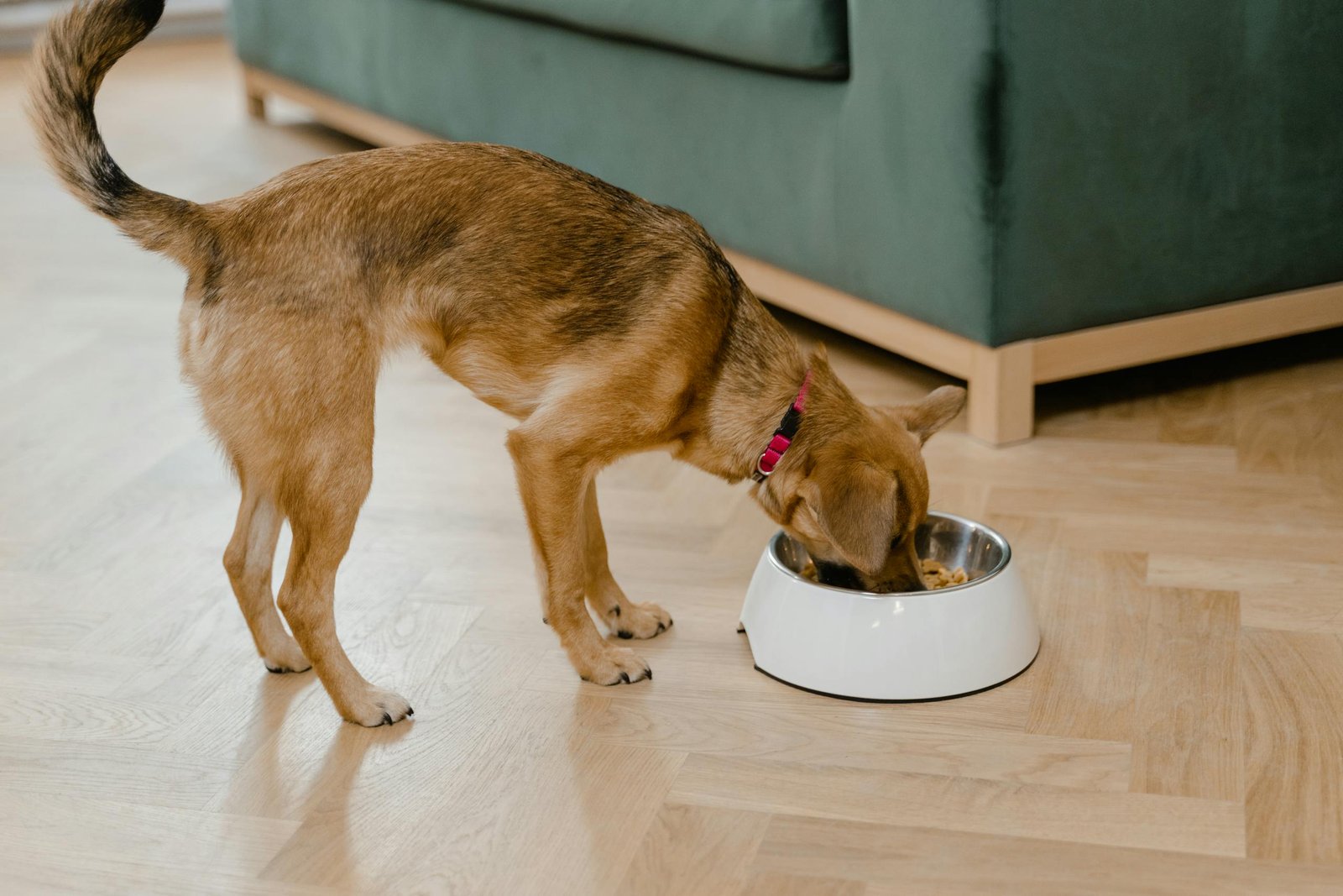 A small brown dog enjoys a meal from its bowl indoors, showcasing cozy living.