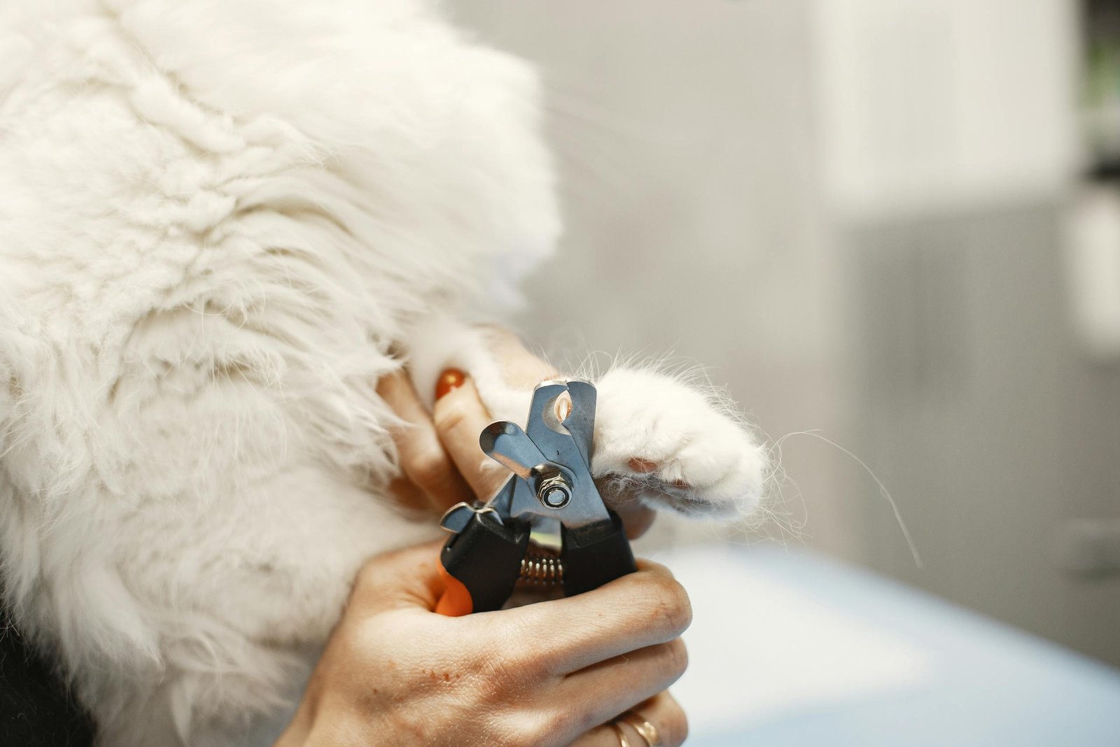 A white cat's claws being trimmed with a grooming tool in a close-up shot.