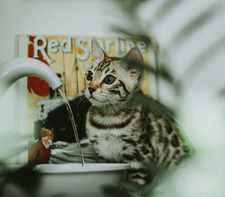 Charming Bengal cat sits by a faucet with retro posters in the background.