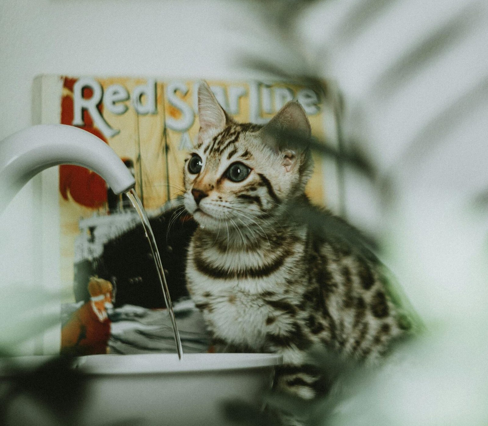 Charming Bengal cat sits by a faucet with retro posters in the background.