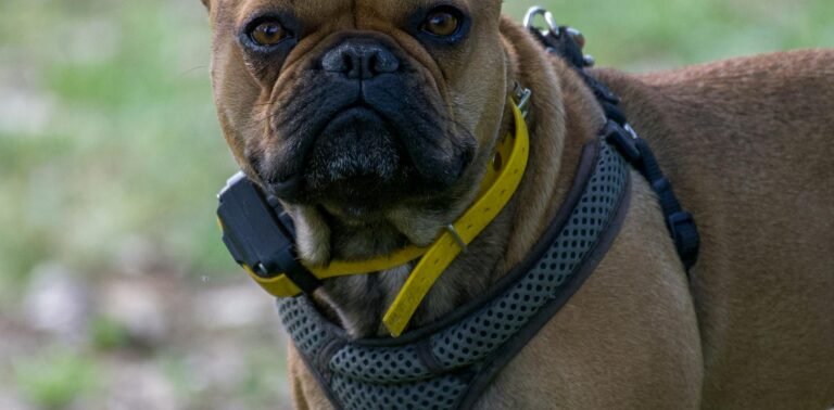 Close-up of a French Bulldog wearing a harness outdoors, showcasing its unique features.