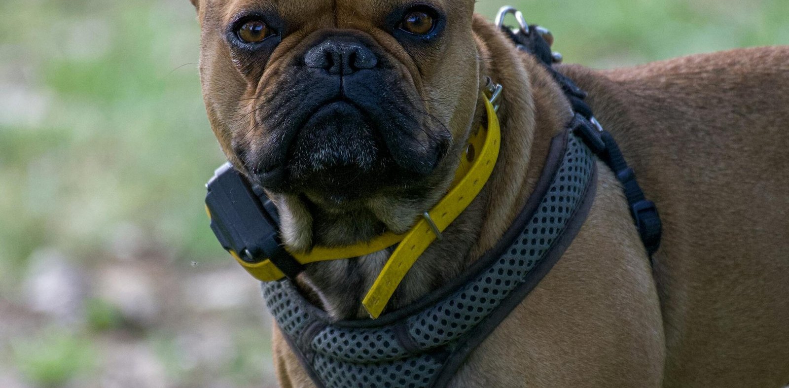 Close-up of a French Bulldog wearing a harness outdoors, showcasing its unique features.