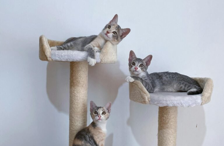 Three cute tabby kittens sitting on a cat tree in a brightly lit room.