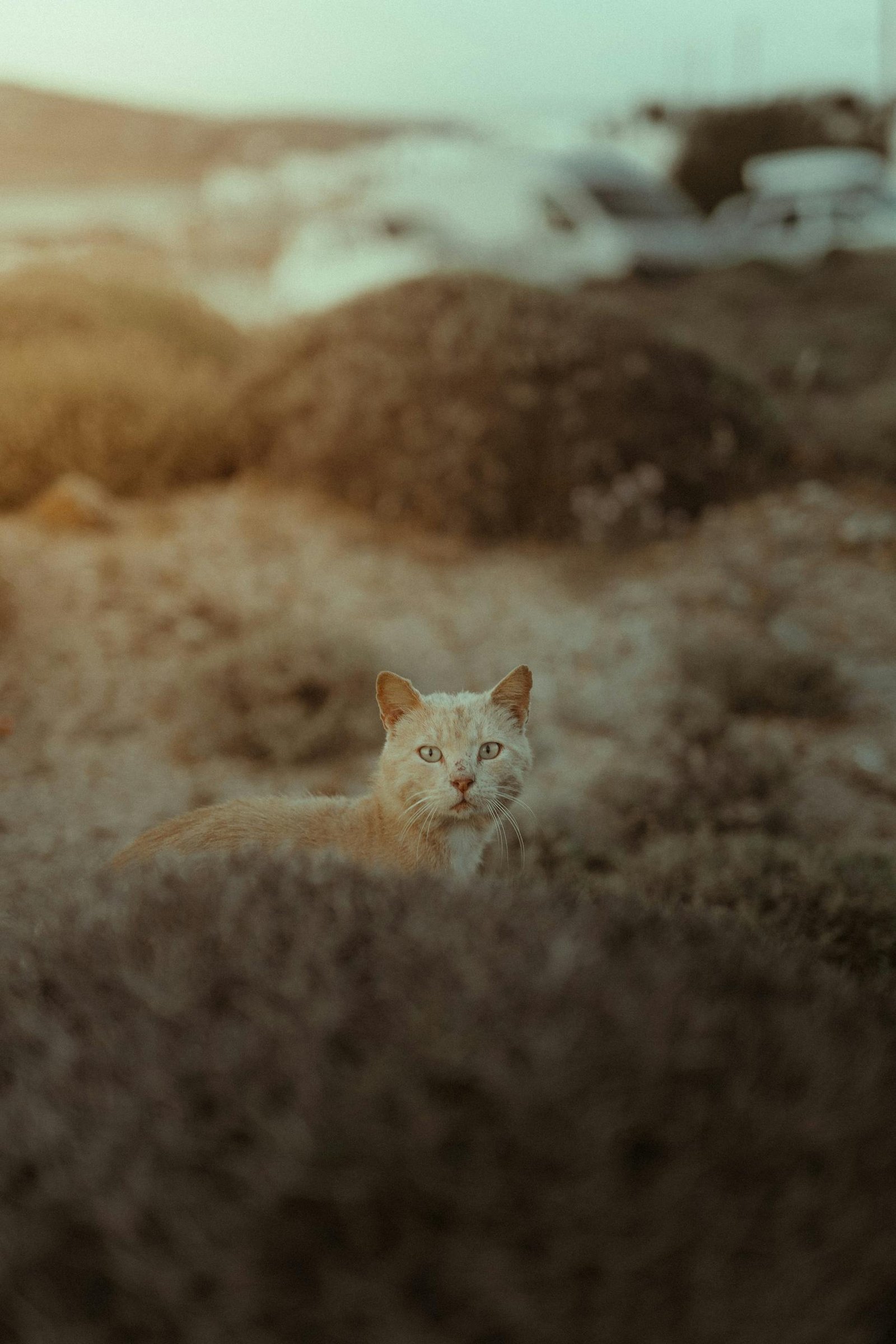 An orange cat peacefully resting amidst the grass during a sunset in Mikonos, Greece.